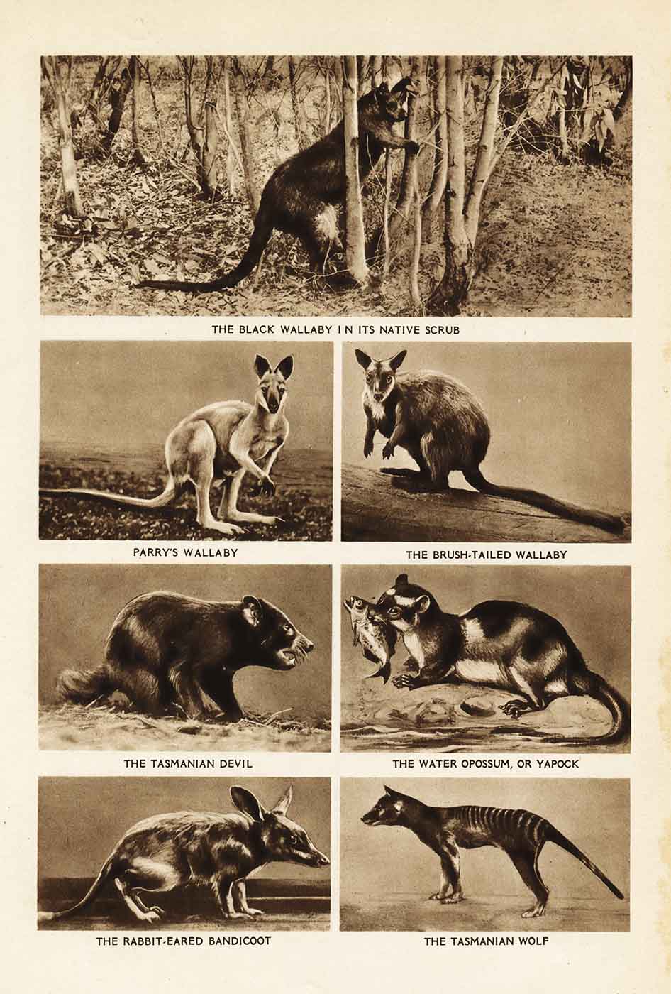 Wallaby01 Web