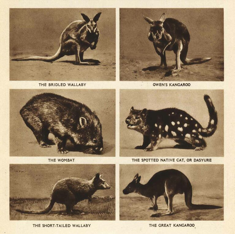 Wombat Wallaby02 Web