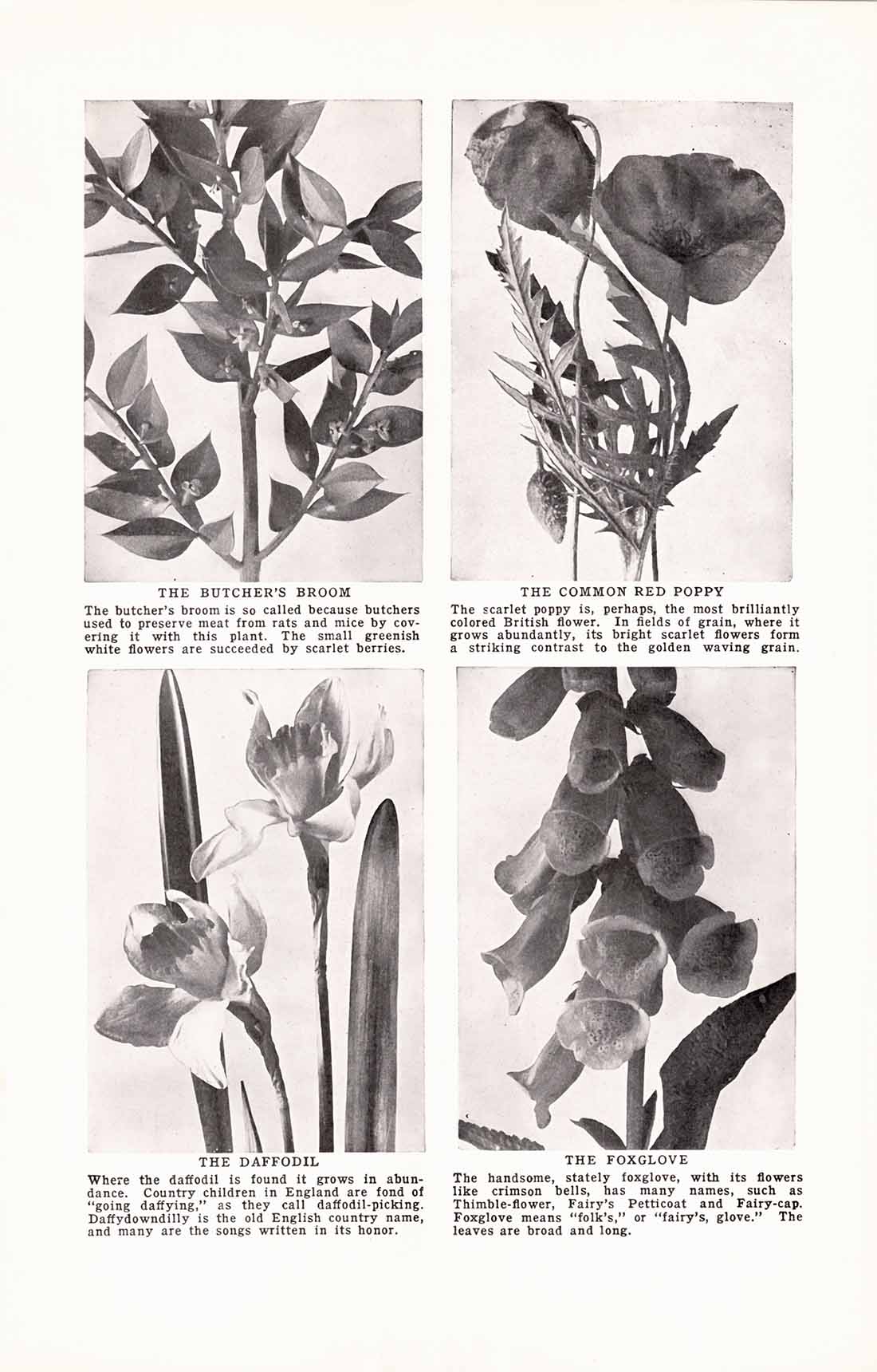 Bw Flower Bok 04 23 1 Web