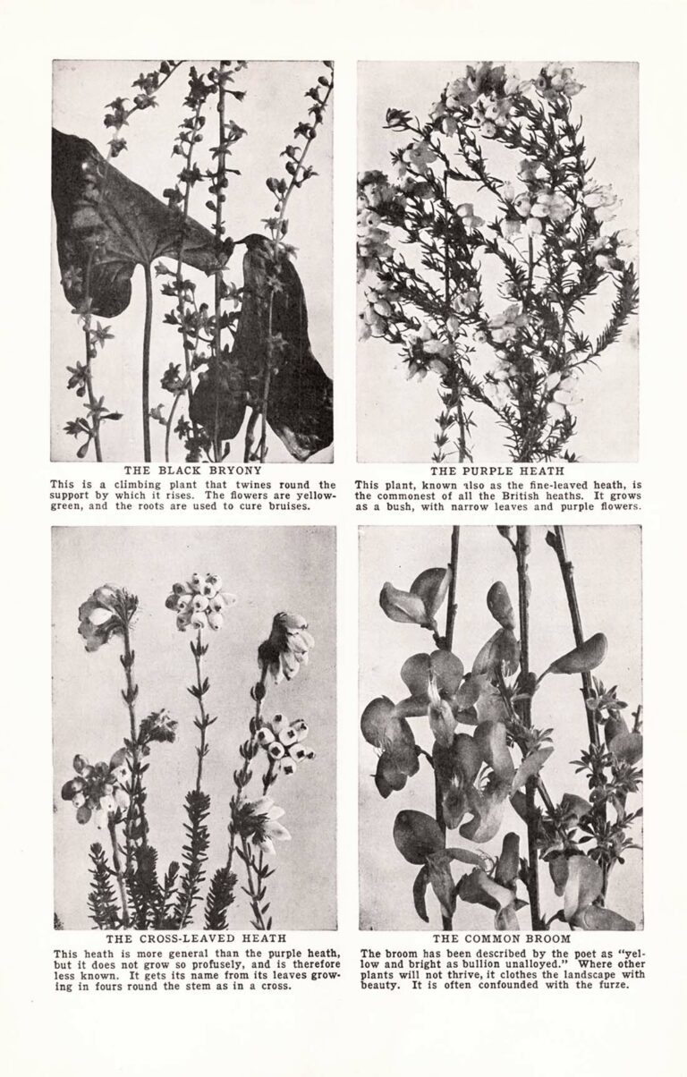 Bw Flower Bok 04 23 2 Web
